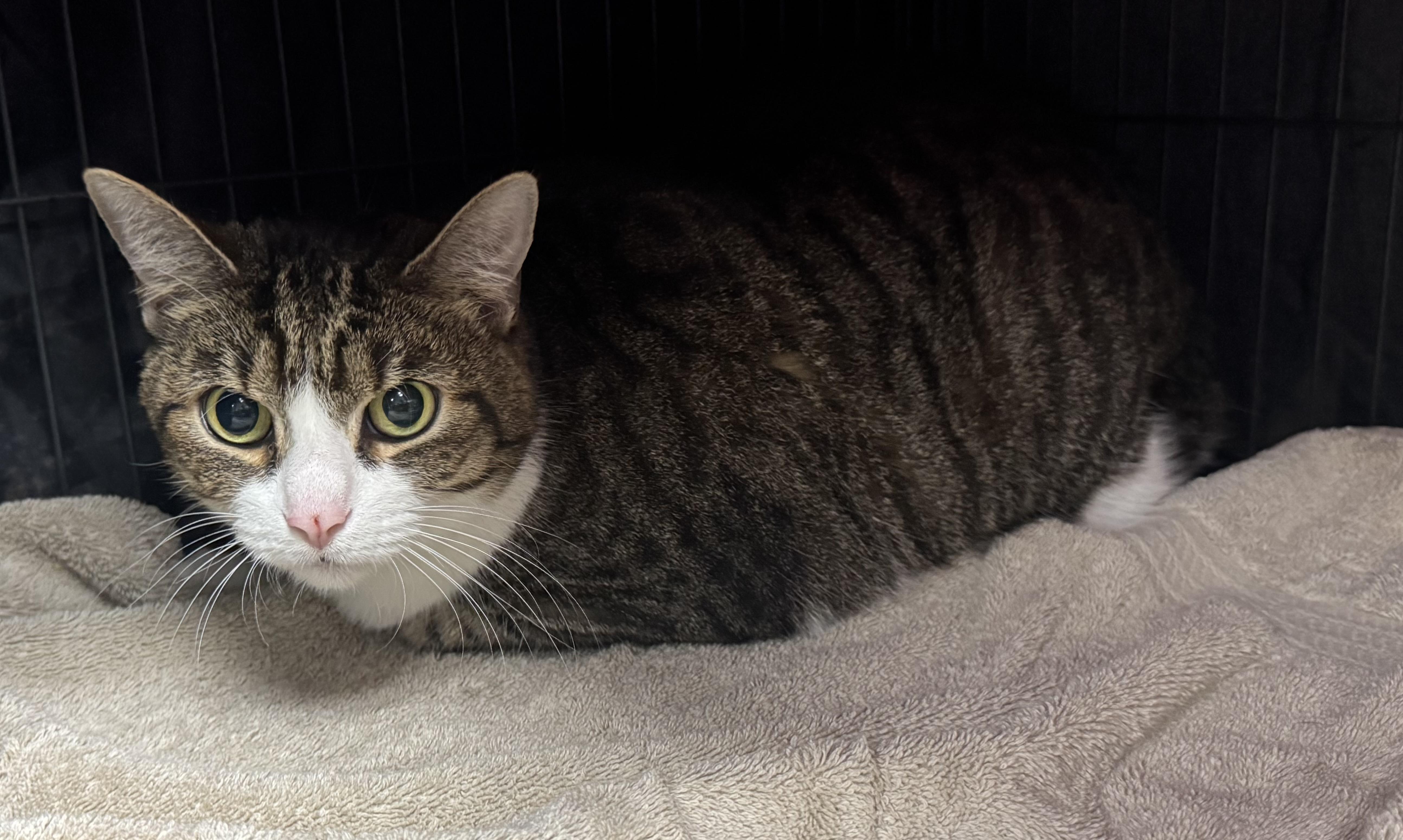 Huck, Senior Male Domestic Short Hair