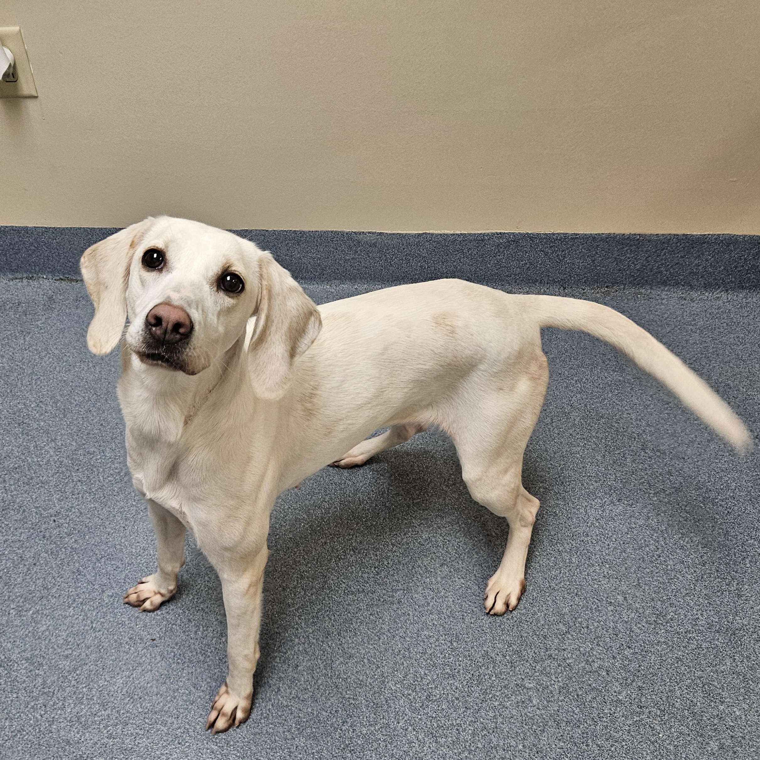 Tinkerbell, Adoptable, Young Female Hound.