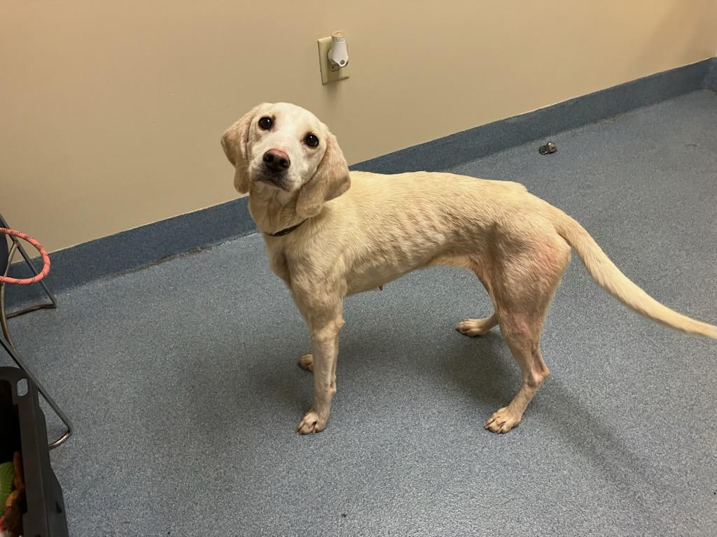 Tinkerbell, a ADOPTABLE mixed breed in Suffolk, VA image 1/2