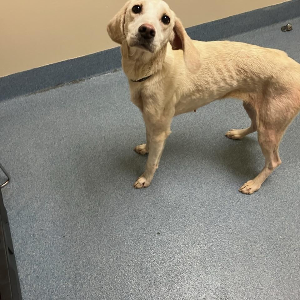 Tinkerbell, a ADOPTABLE mixed breed in Suffolk, VA image 2/2