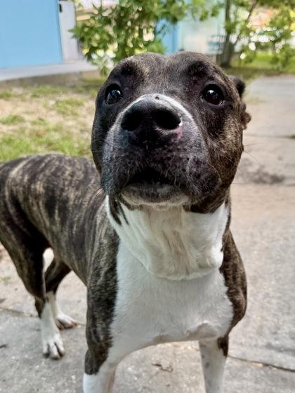 Enlarge Atlas, a Adoptable mixed breed in New Orleans, LA image 1/1