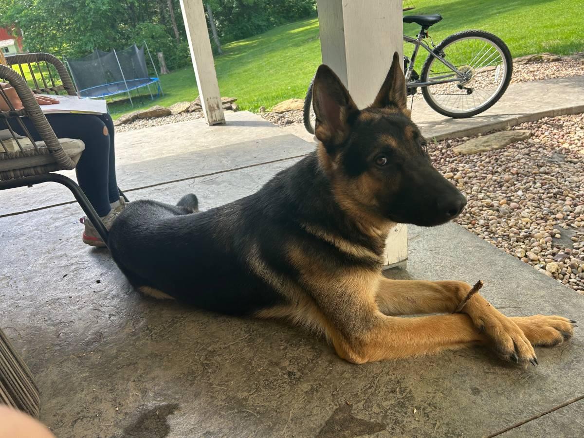 Hank, an adopted German Shepherd Dog in Chesterfield, MO image 2/3