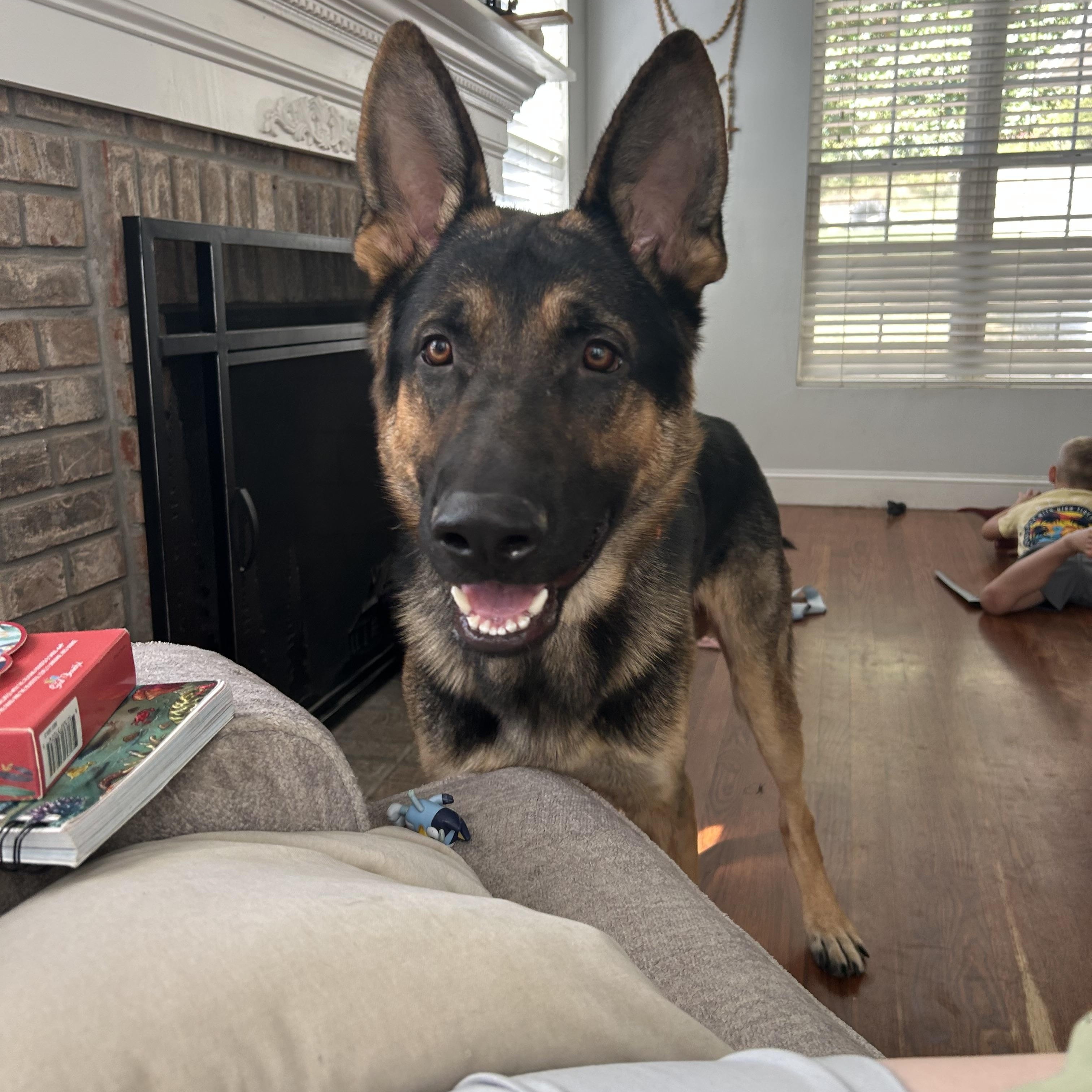 Hank, an adopted German Shepherd Dog in Chesterfield, MO image 3/3