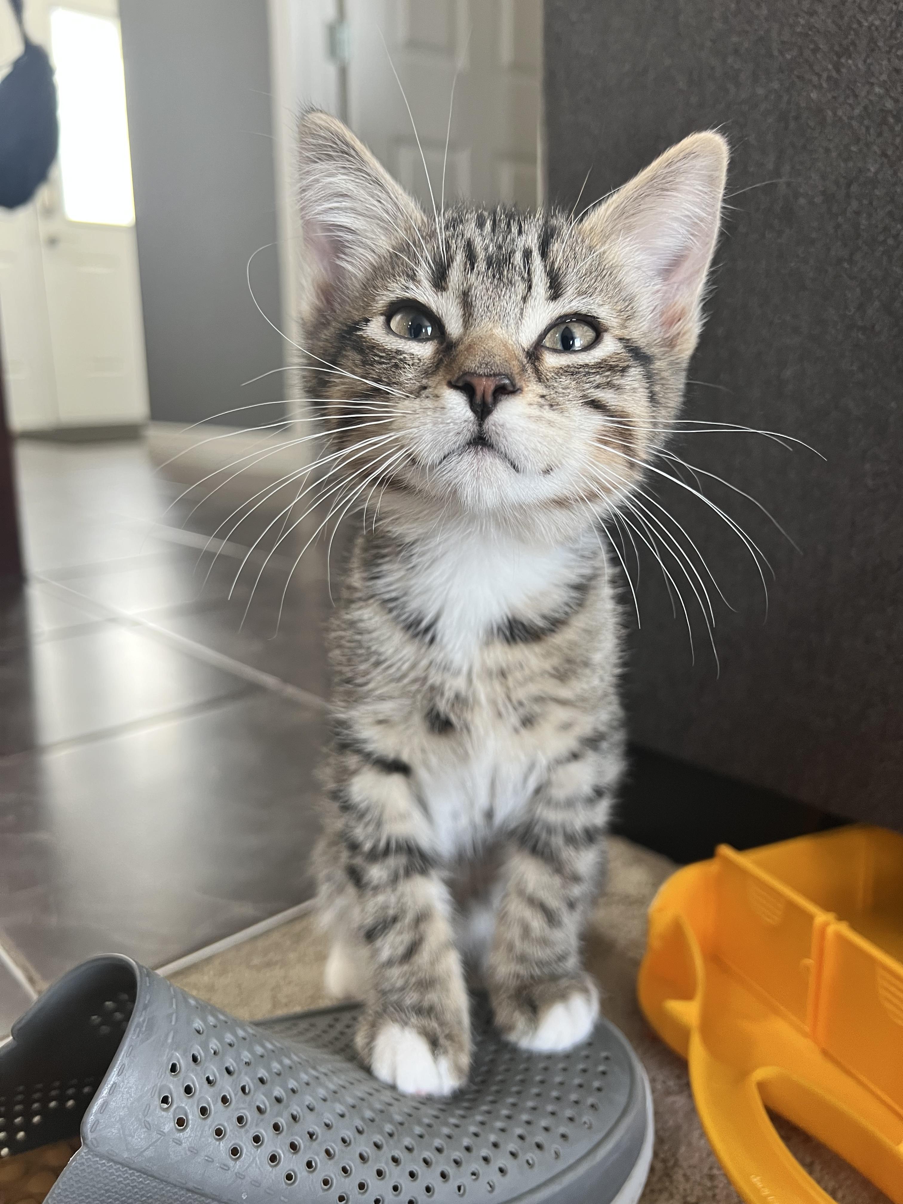 Staccato, adopted, Kitten Male Domestic Short Hair.