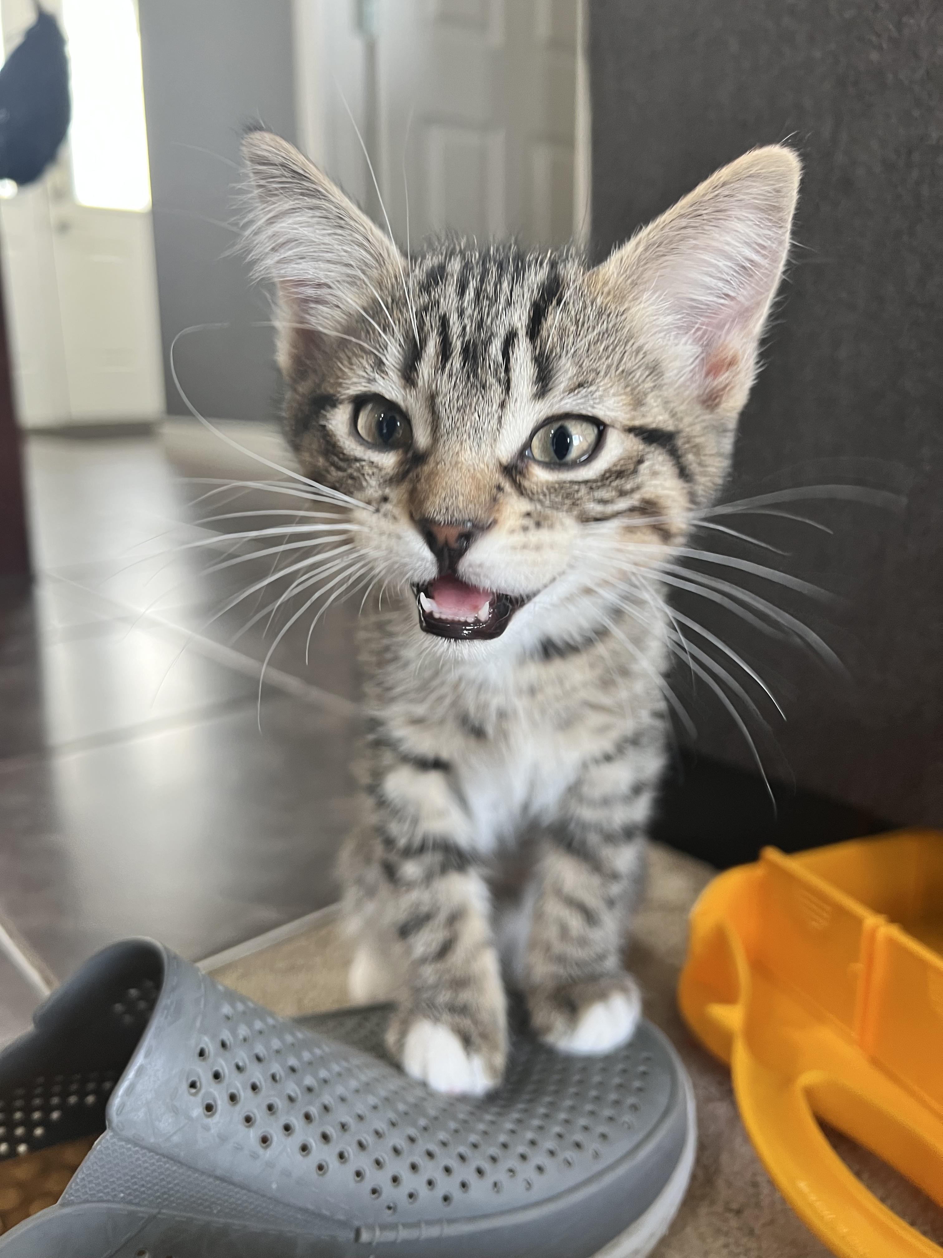 Staccato, an adopted Domestic Short Hair in Calgary, AB image 2/3