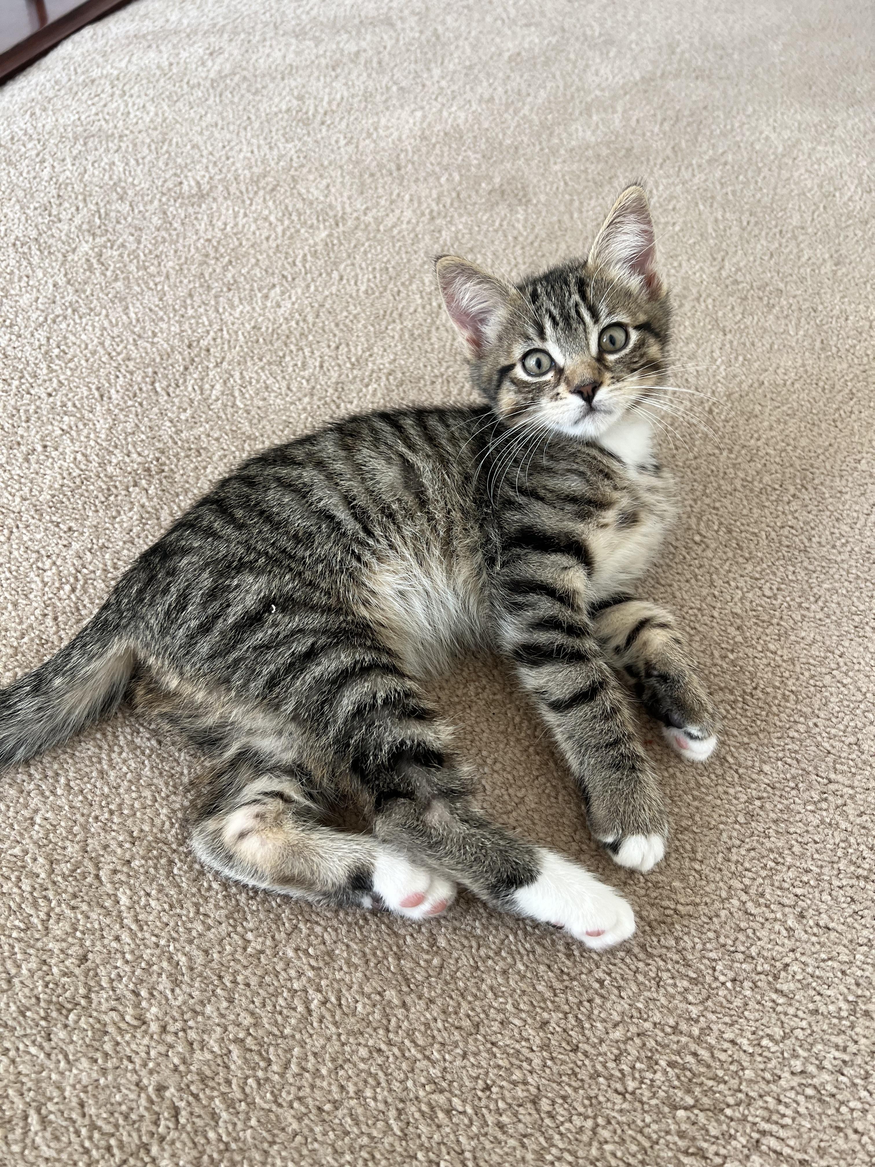 Staccato, an adopted Domestic Short Hair in Calgary, AB image 3/3