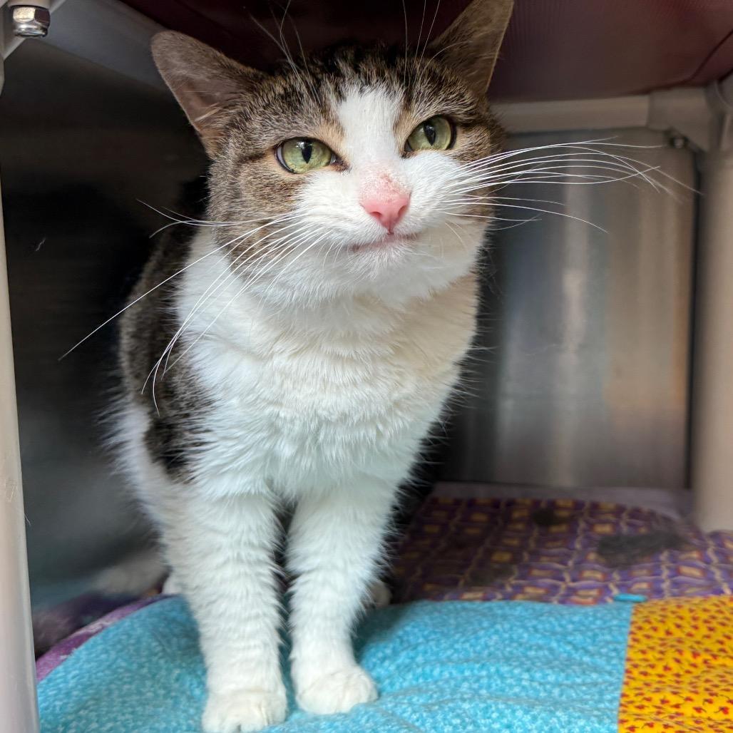 Enlarge PAULIE, a Adoptable Domestic Short Hair in Perkiomenville, PA image 1/4