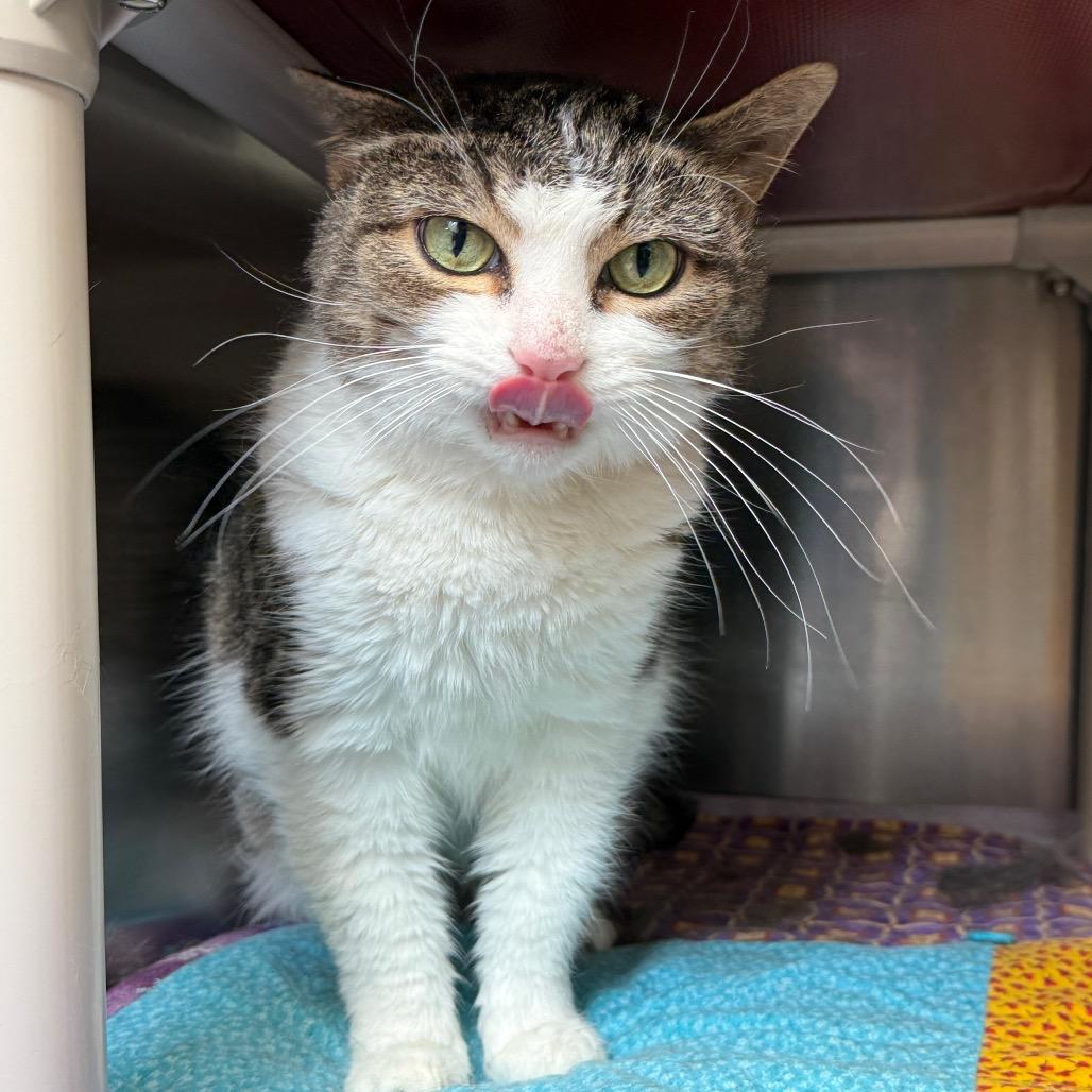 Enlarge PAULIE, a Adoptable Domestic Short Hair in Perkiomenville, PA image 2/4