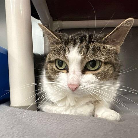 PAULIE, Adoptable, Adult Female Domestic Short Hair.