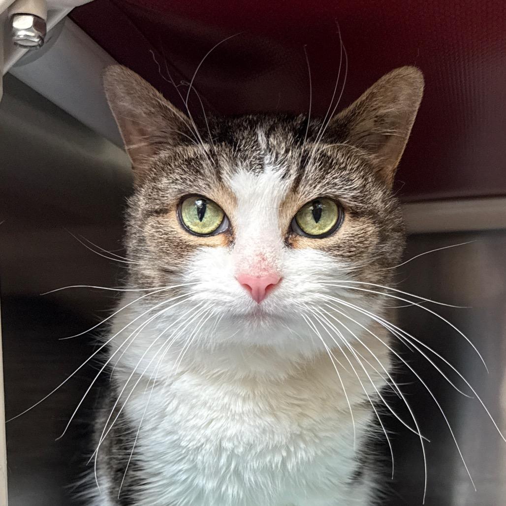 Enlarge PAULIE, a Adoptable Domestic Short Hair in Perkiomenville, PA image 4/4