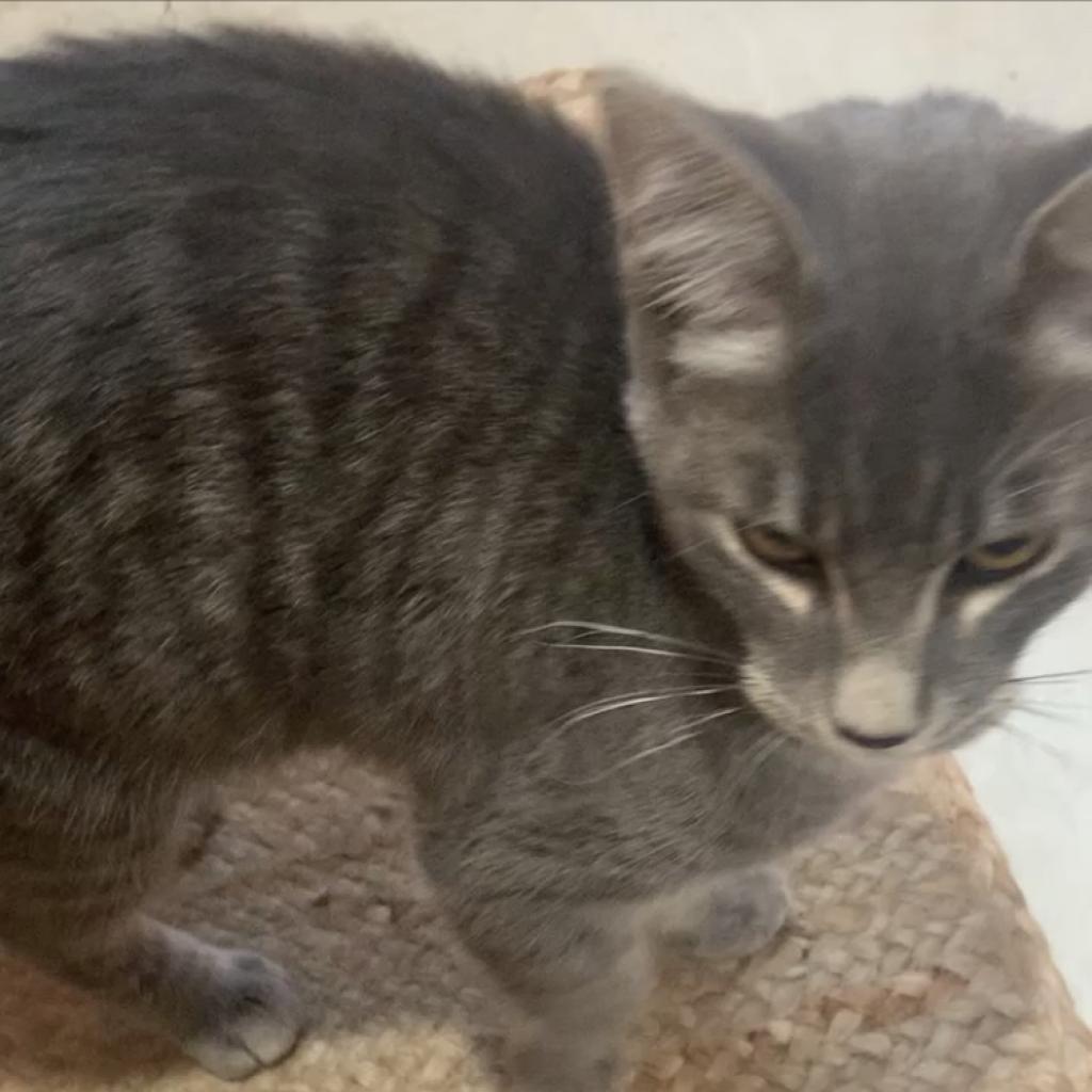 Hawkeye, a Adoptable Domestic Short Hair in Nampa, ID image 2/4