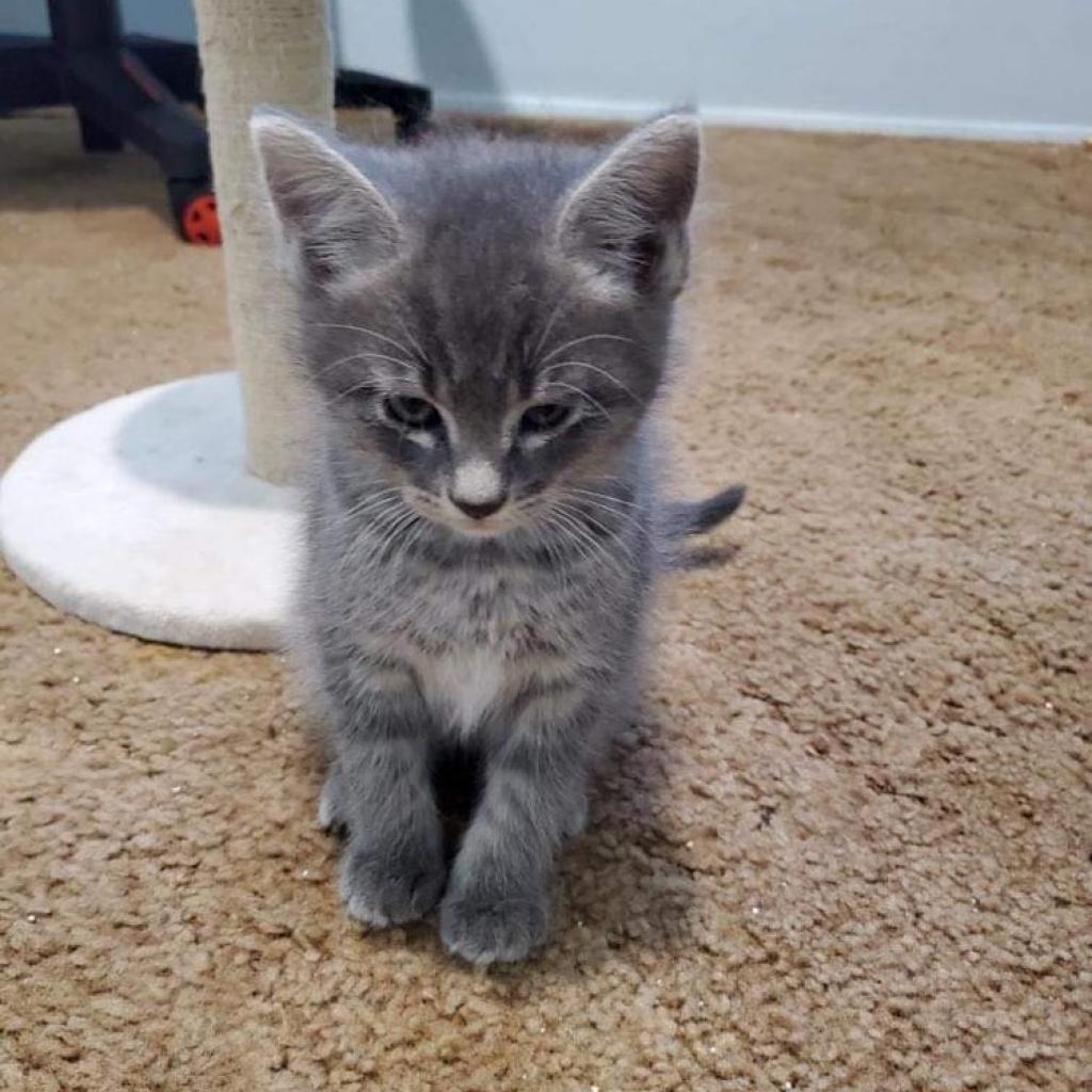 Hawkeye, a Adoptable Domestic Short Hair in Nampa, ID image 3/4