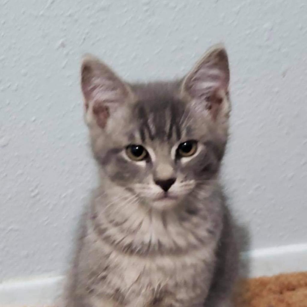 Hawkeye, a Adoptable Domestic Short Hair in Nampa, ID image 4/4