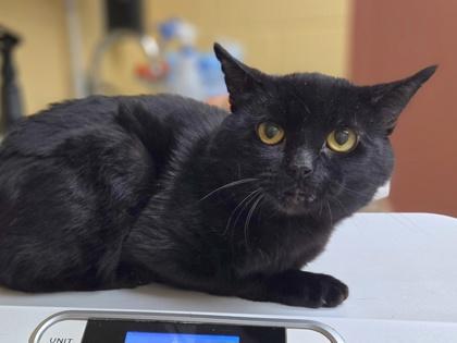 Whiskey, Adoptable, Young Male Domestic Short Hair & Domestic Short Hair.