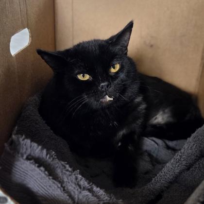 Enlarge Whiskey, a Adoptable mixed breed in Westland, MI image 2/3
