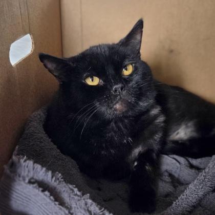 Enlarge Whiskey, a Adoptable mixed breed in Westland, MI image 3/3