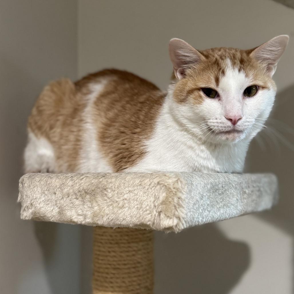 Gumbo — thumbnail 2