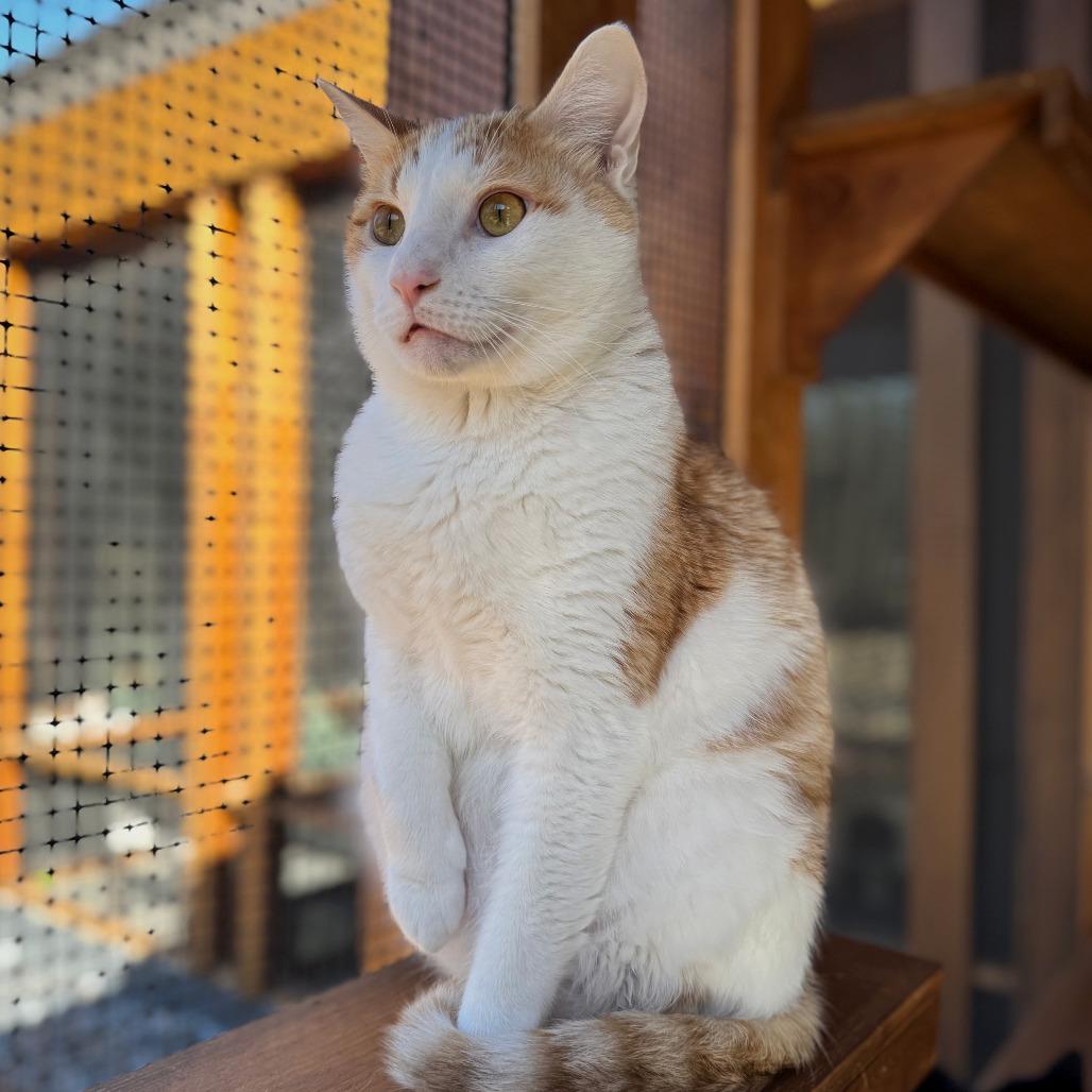 Gumbo — thumbnail 3