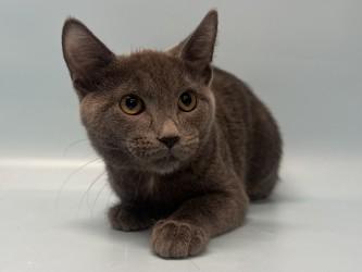 Enlarge Big Cheese, a Adoptable mixed breed in Woodbury, MN image 1/1