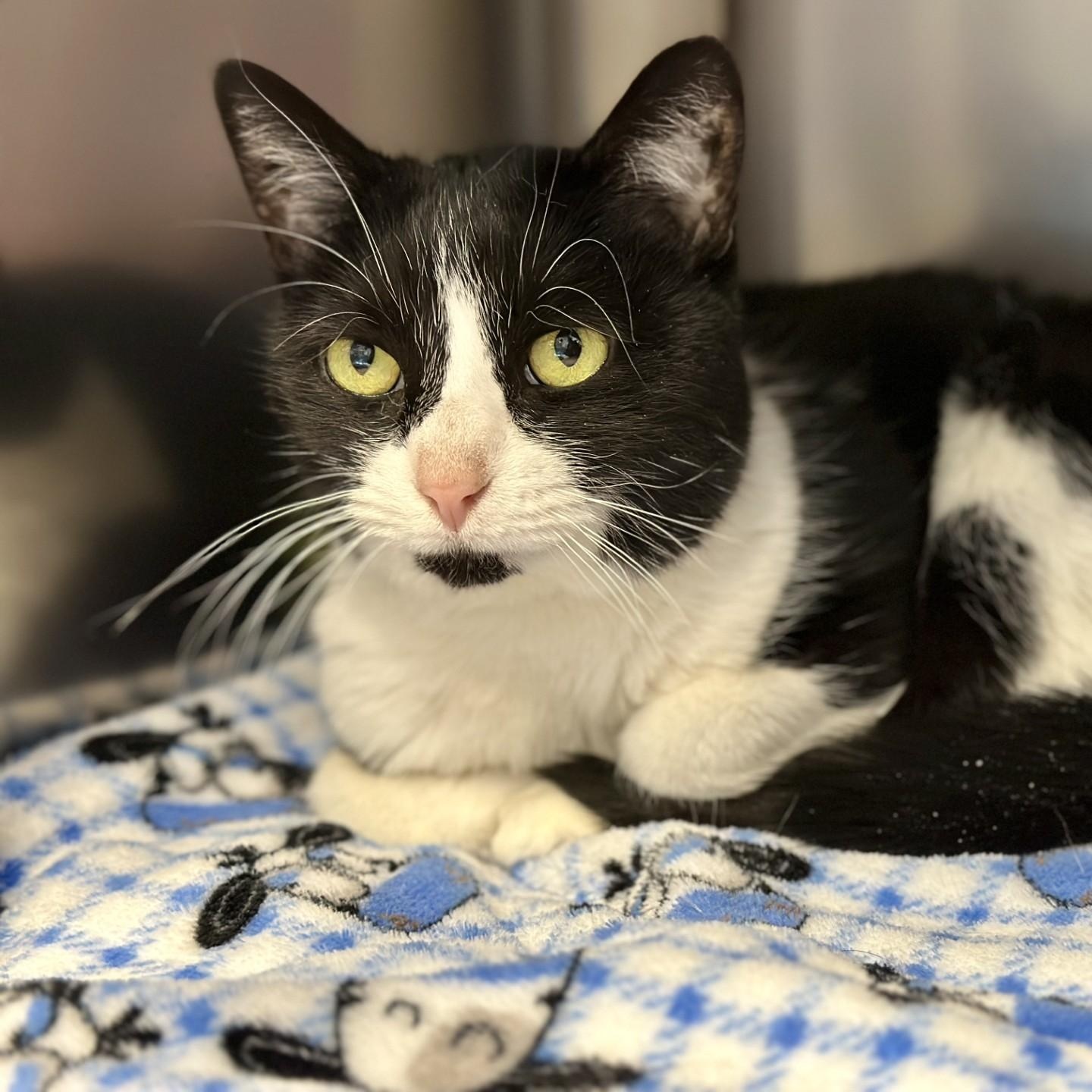 Kitty , ADOPTABLE, Adult Female Domestic Short Hair.