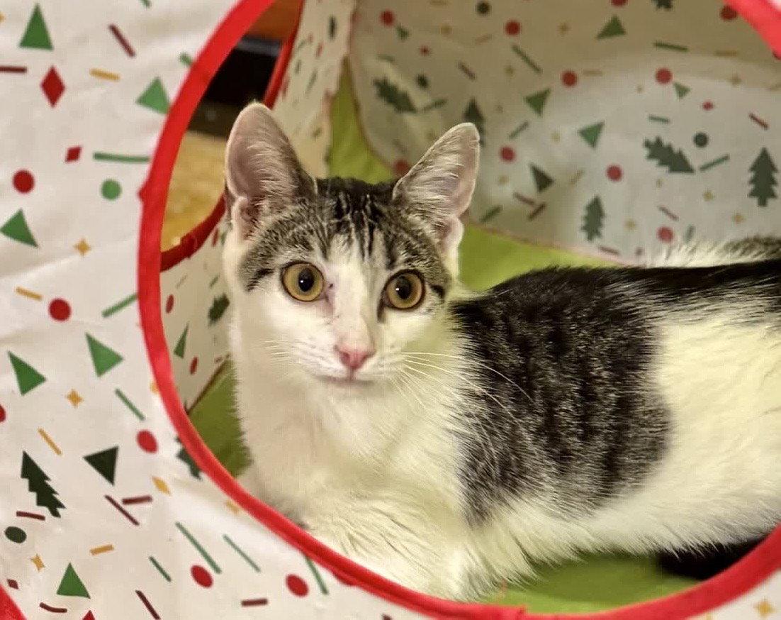Enlarge Peggy, a Adoptable mixed breed in Oxford, MS image 1/1