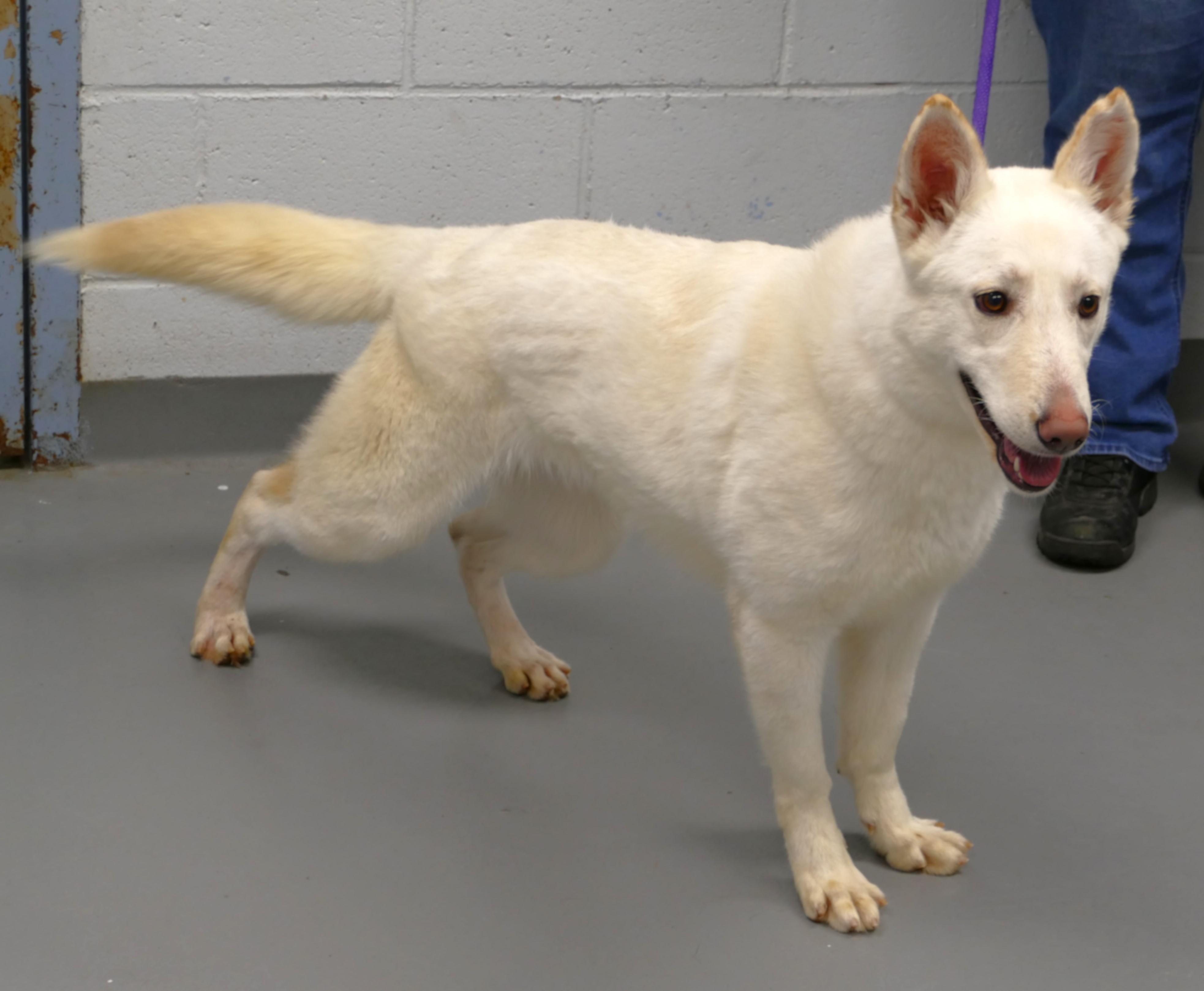 Enlarge HARPER, an adopted mixed breed in Beechbottom, WV image 4/4