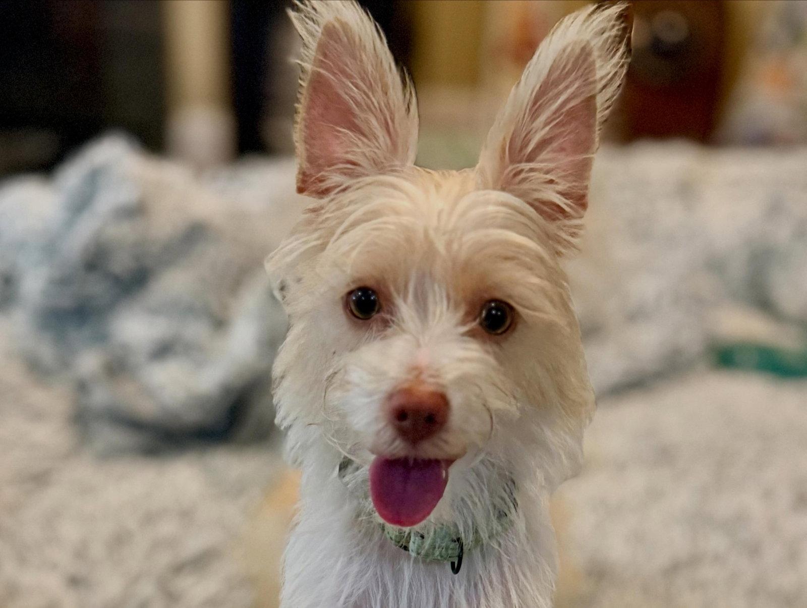 Enlarge Josie, a Adoptable Terrier in Sunnyvale, CA image 1/1