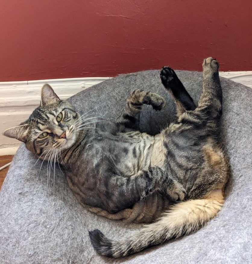 YUNA (and LULU, too?), a Adoptable mixed breed in New York, NY image 1/6