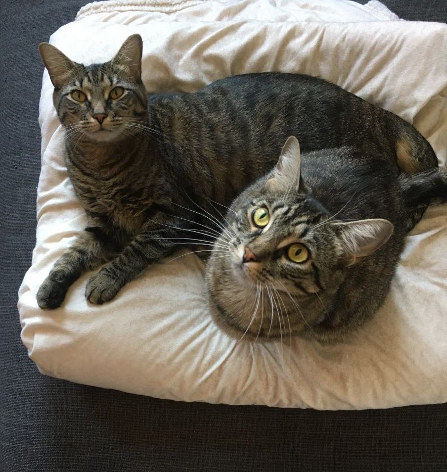 YUNA (and LULU, too?), a Adoptable mixed breed in New York, NY image 5/6