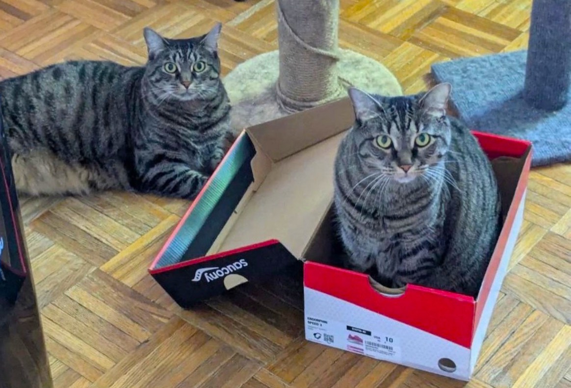 YUNA (and LULU, too?), a Adoptable mixed breed in New York, NY image 6/6