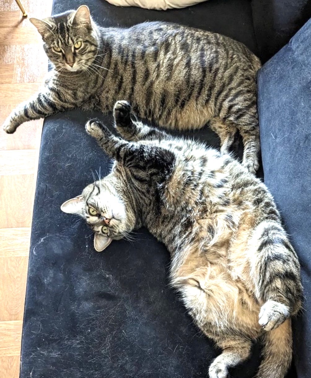 YUNA (and LULU, too?), Adoptable, Adult Female Tabby & Domestic Short Hair.