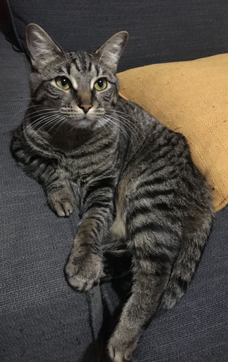 YUNA (and LULU, too?), a Adoptable mixed breed in New York, NY image 4/6