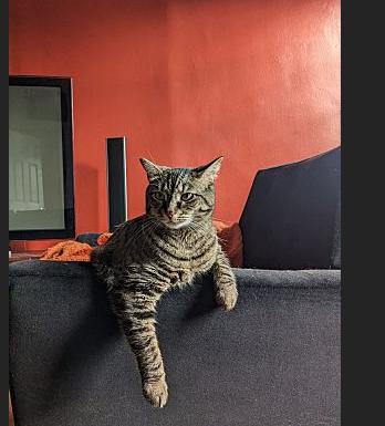 YUNA (and LULU, too?), a Adoptable mixed breed in New York, NY image 3/6