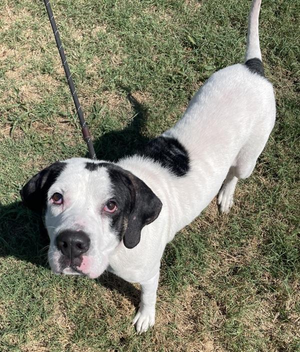Bugle, Adoptable, Adult Male Hound.
