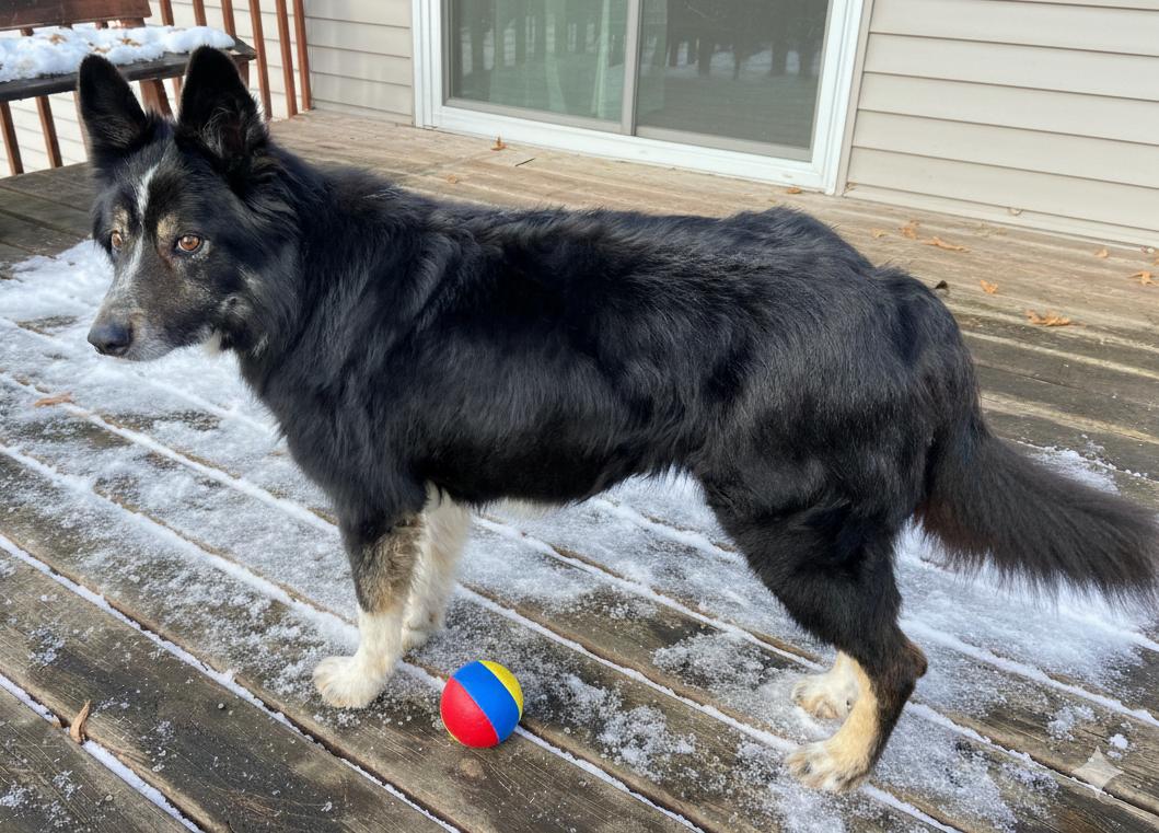 Enlarge Lucky, a ADOPTABLE mixed breed in Minneapolis, MN image 3/5