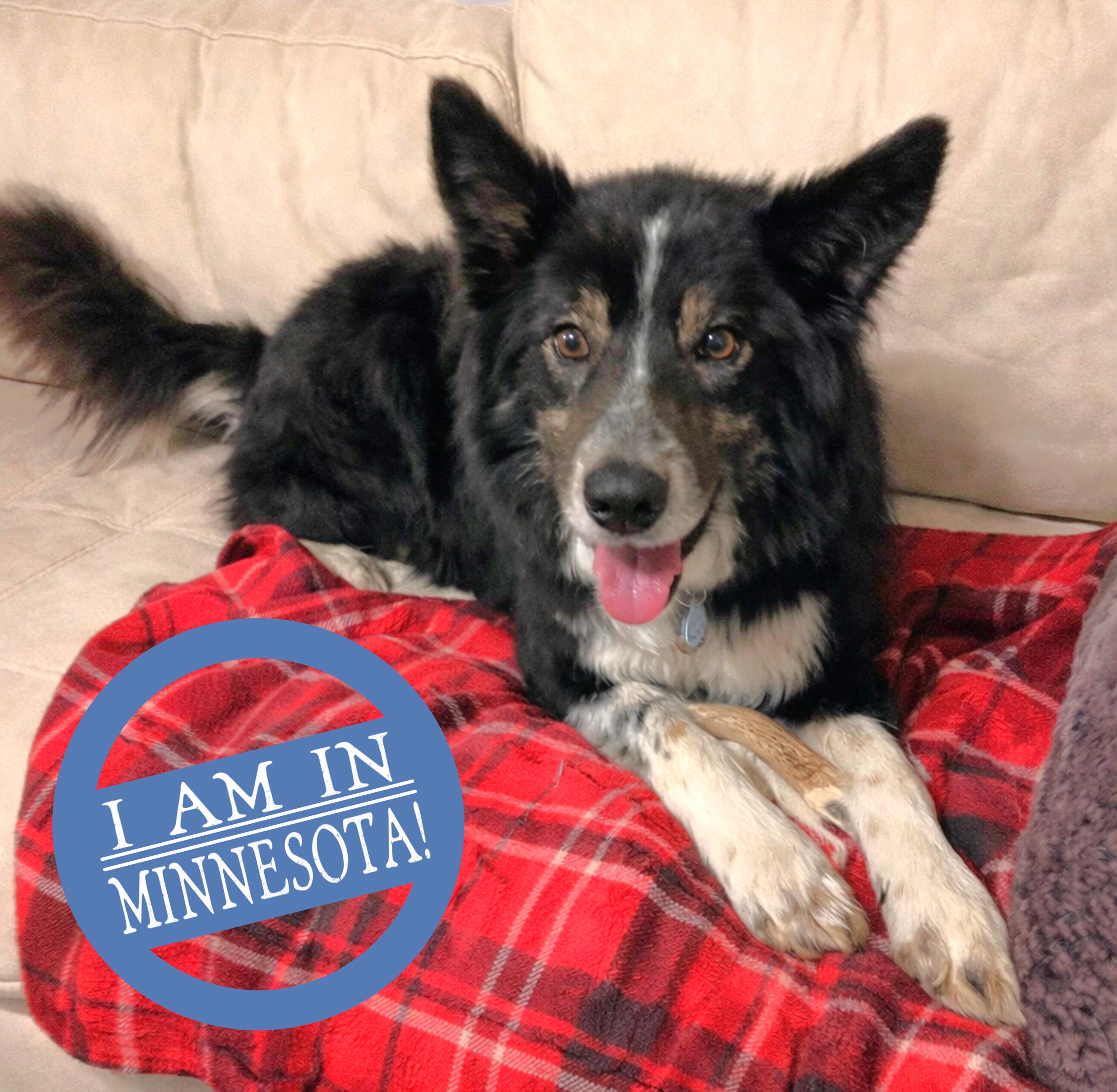 Enlarge Lucky, a ADOPTABLE mixed breed in Minneapolis, MN image 2/5