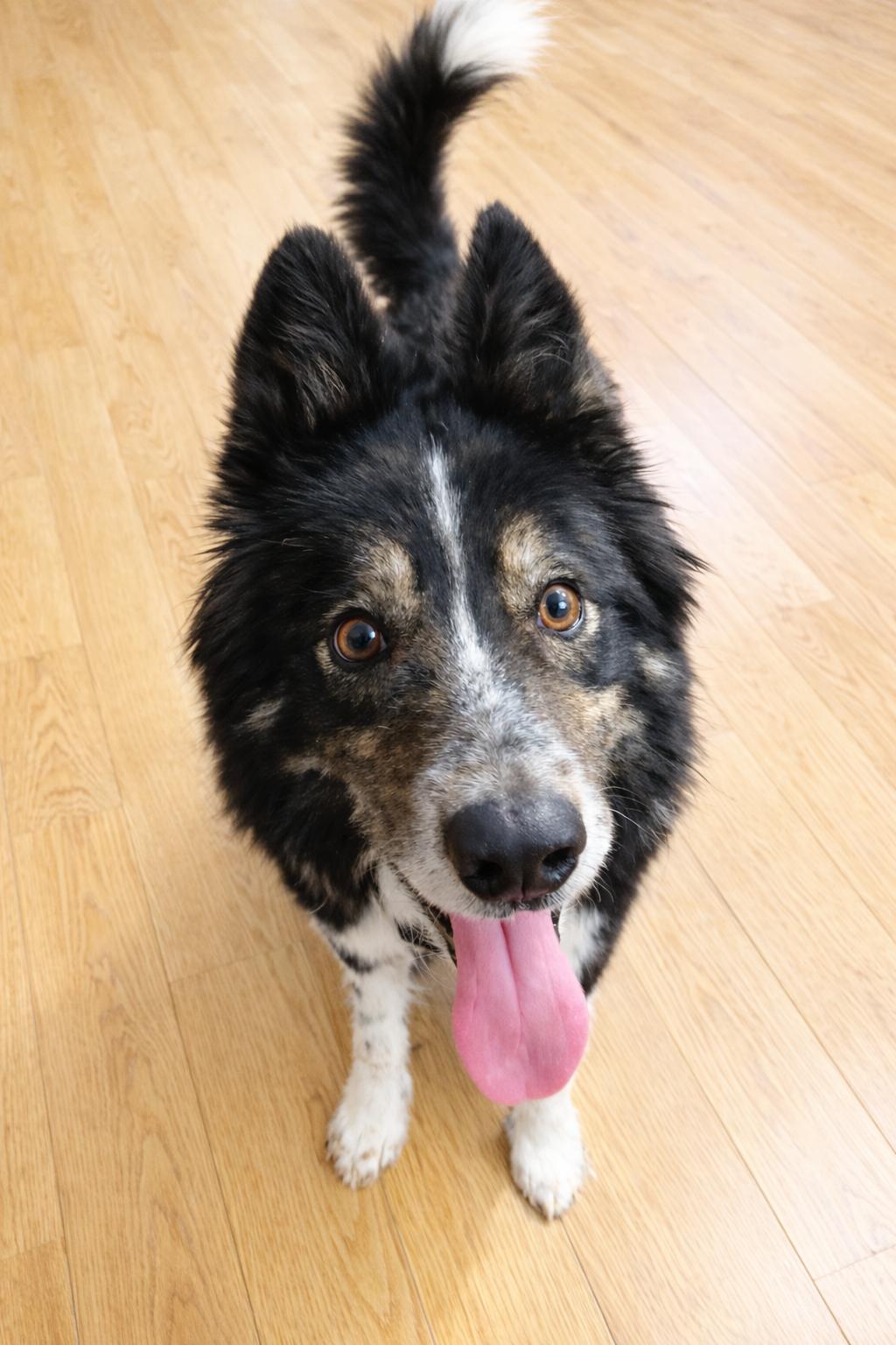 Enlarge Lucky, a ADOPTABLE mixed breed in Minneapolis, MN image 5/5