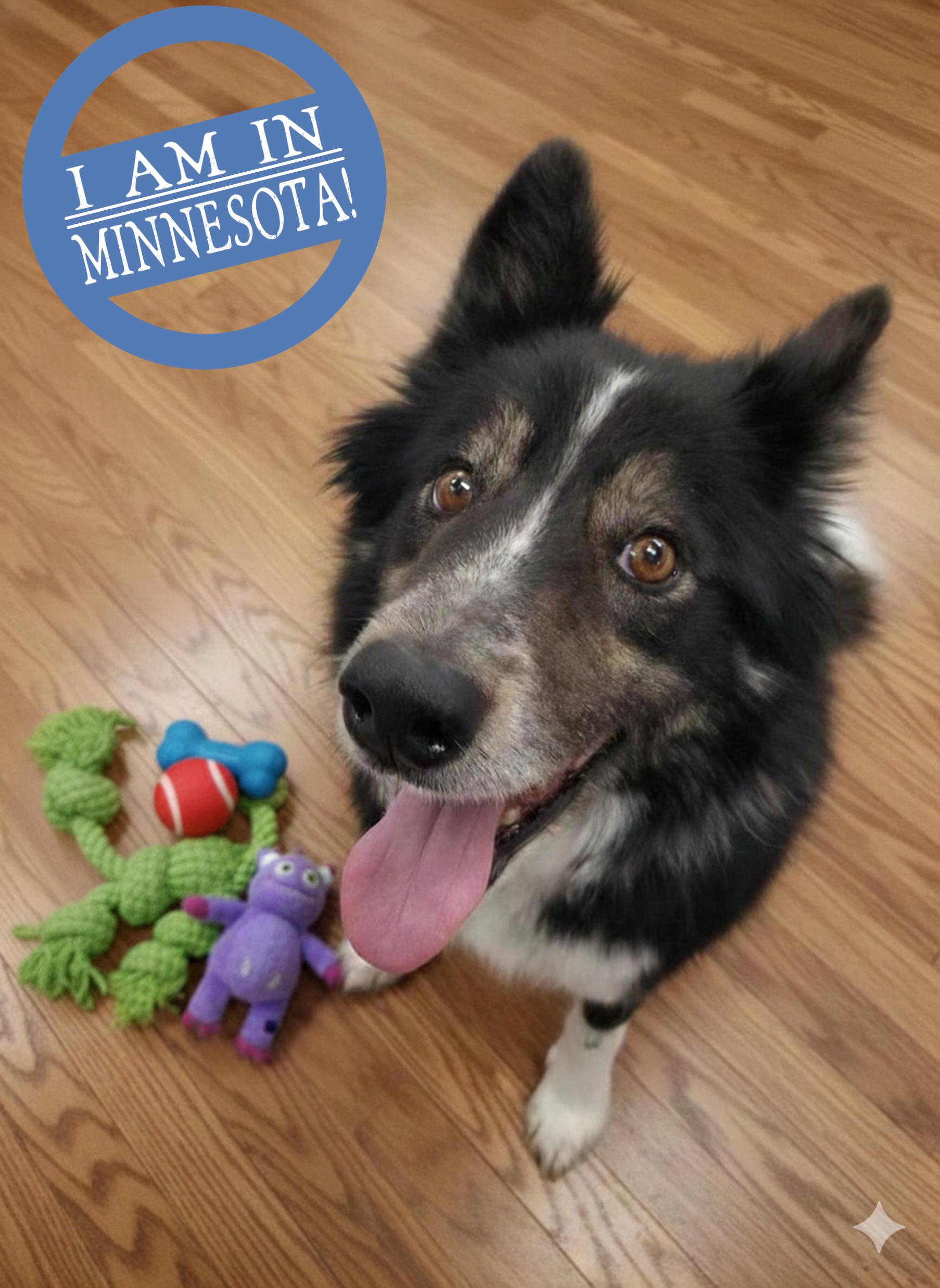 Enlarge Lucky, a ADOPTABLE mixed breed in Minneapolis, MN image 1/5