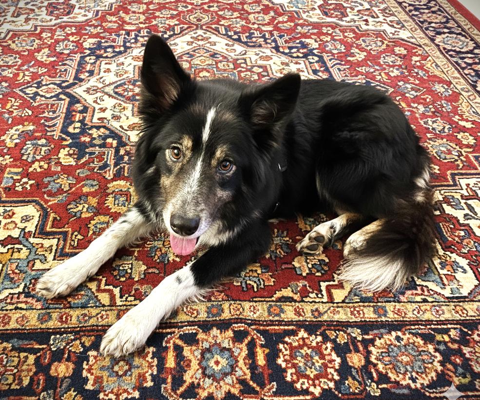 Enlarge Lucky, a ADOPTABLE mixed breed in Minneapolis, MN image 4/5