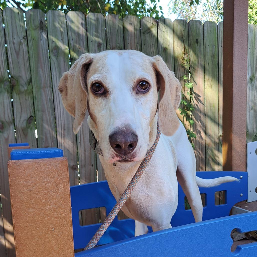 Bandit, Adoptable, Adult Male Mixed Breed.