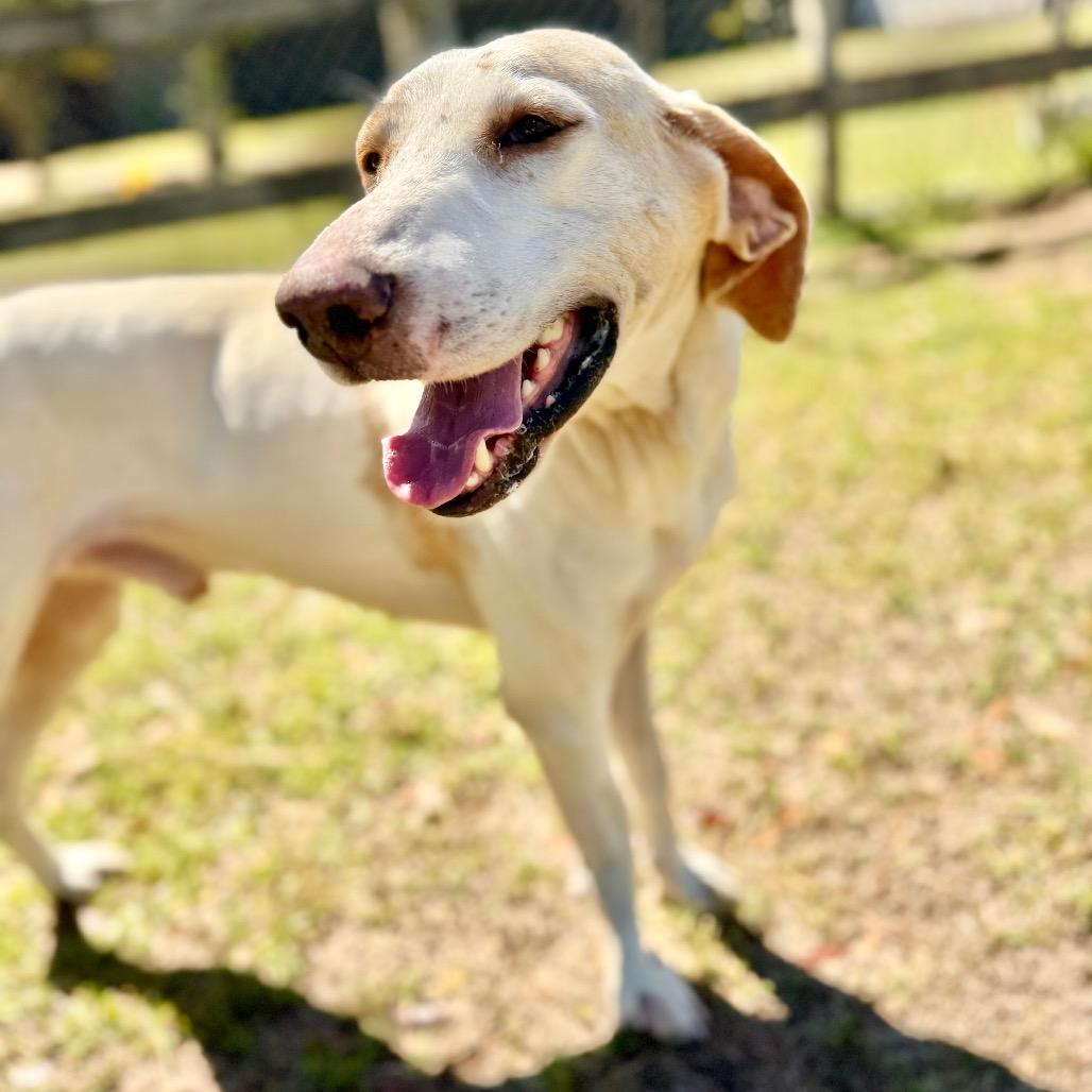 Enlarge Bandit, a Adoptable Mixed Breed in Pensacola, FL image 3/6