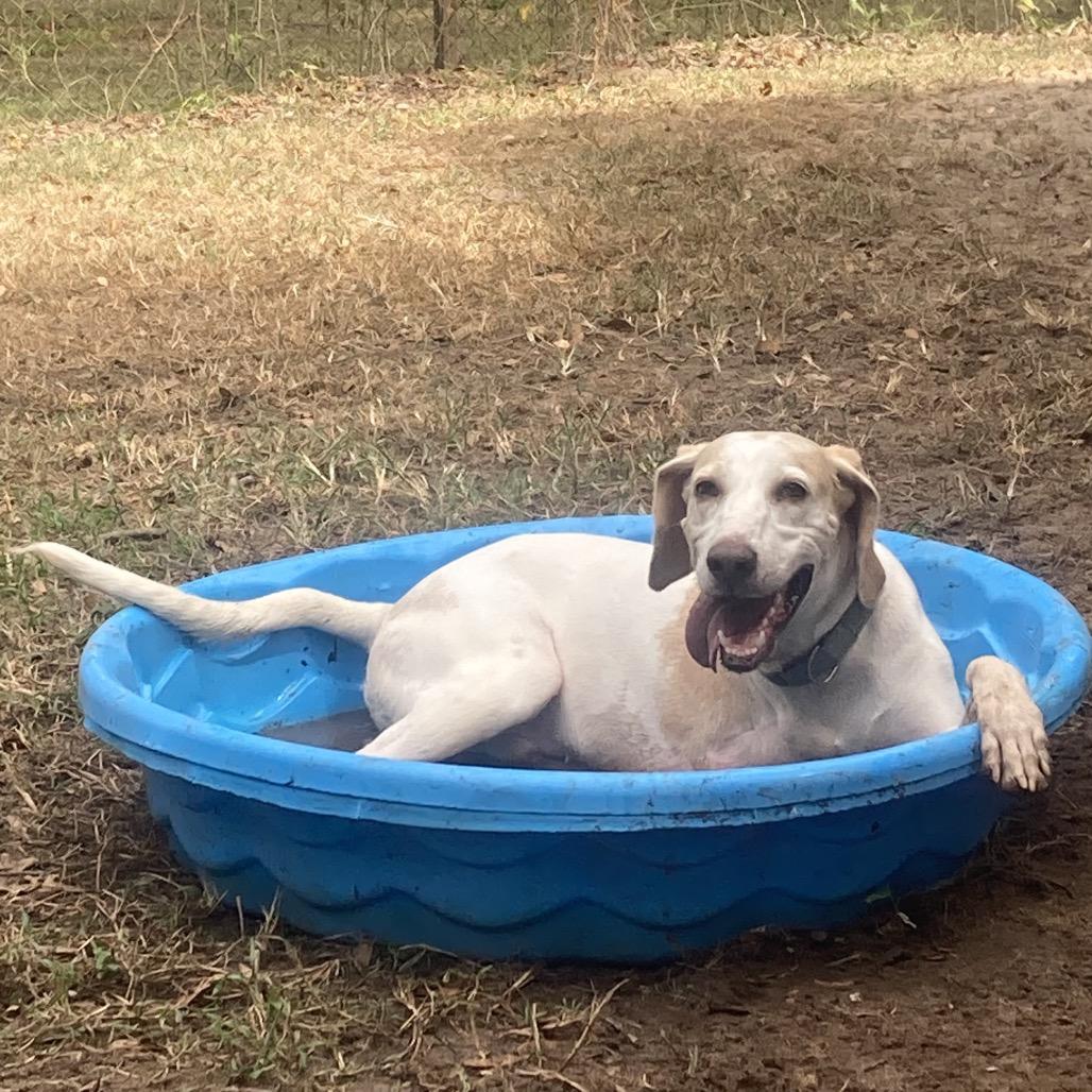Enlarge Bandit, a Adoptable Mixed Breed in Pensacola, FL image 4/6