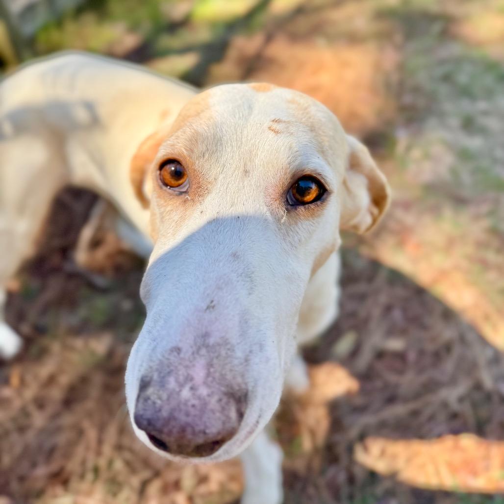 Enlarge Bandit, a Adoptable Mixed Breed in Pensacola, FL image 5/6