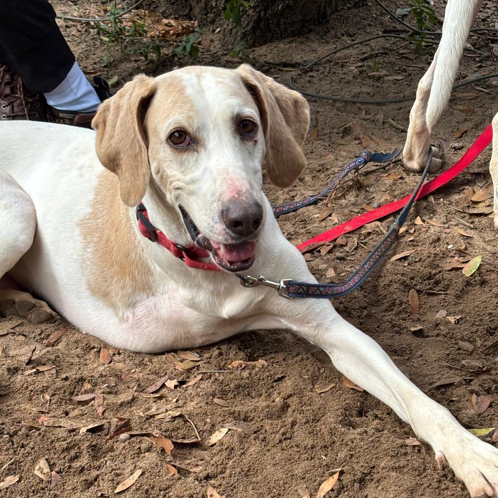 Enlarge Bandit, a Adoptable Mixed Breed in Pensacola, FL image 6/6