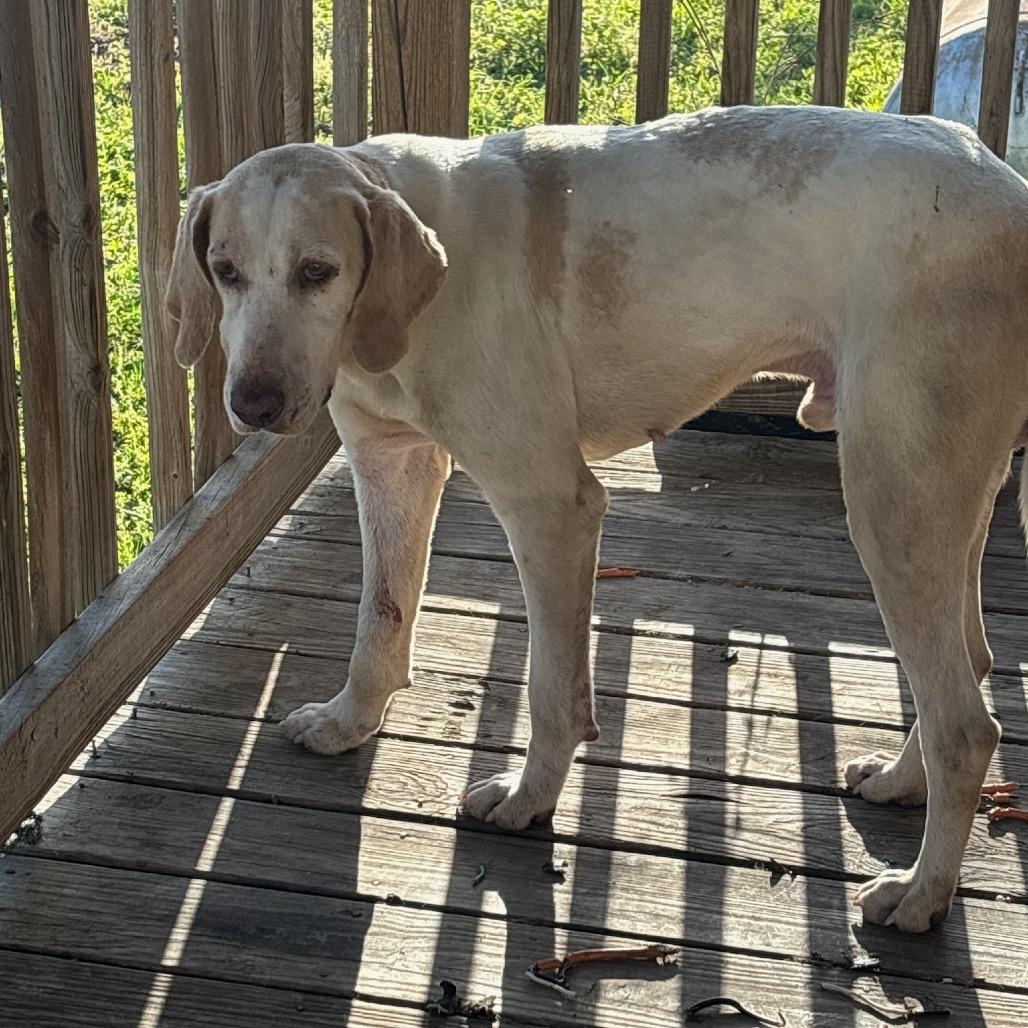 Enlarge Bandit, a Adoptable Mixed Breed in Pensacola, FL image 6/6