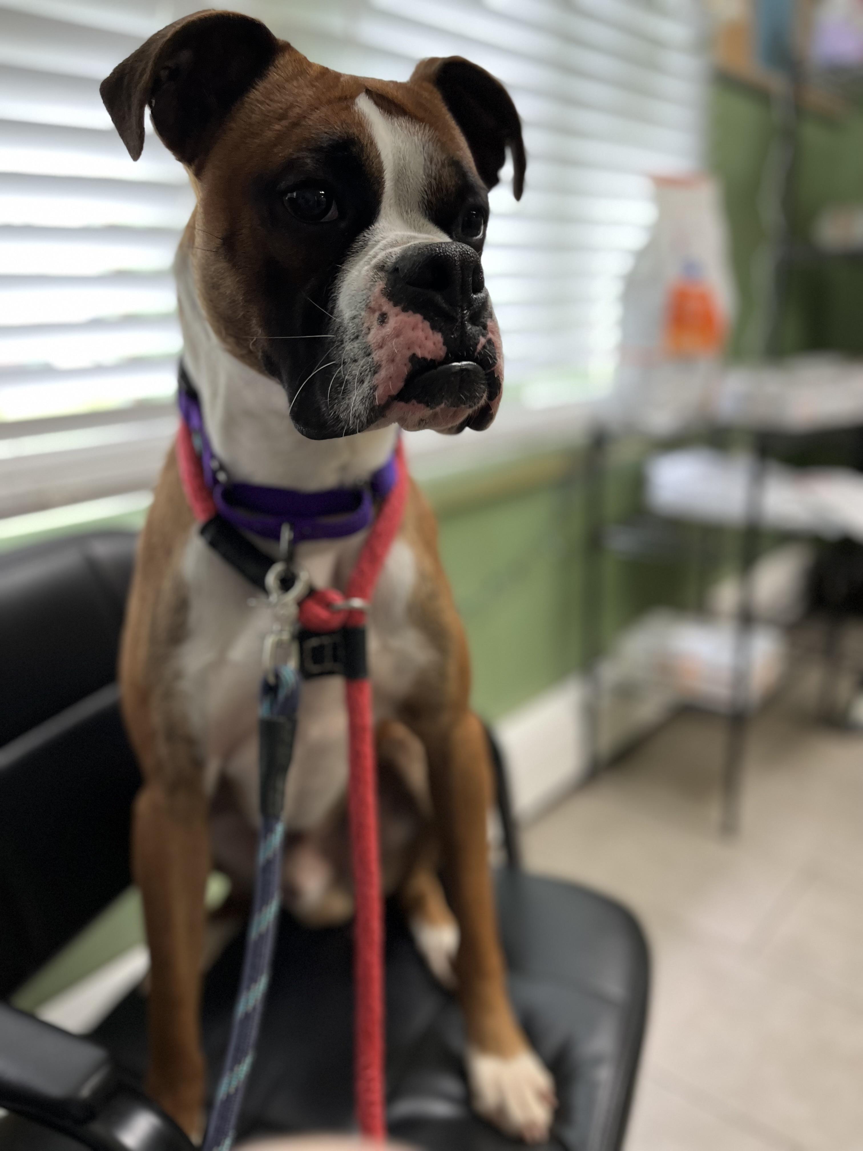 Fritz, Young Male Boxer