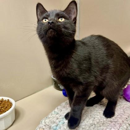 59877000, ADOPTABLE, Young Male Domestic Short Hair.