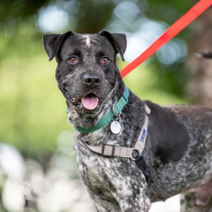 Bullseye, Adoptable, Adult Male Pit Bull Terrier & Cattle Dog.