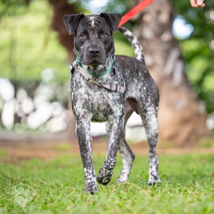 Enlarge Bullseye, a Adoptable mixed breed in Honolulu, HI image 2/2