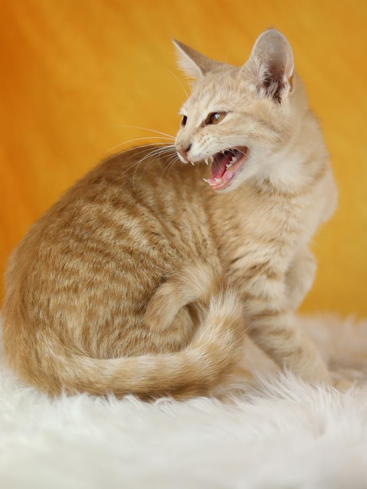 Butternut, Adoptable, Kitten Male Domestic Short Hair.